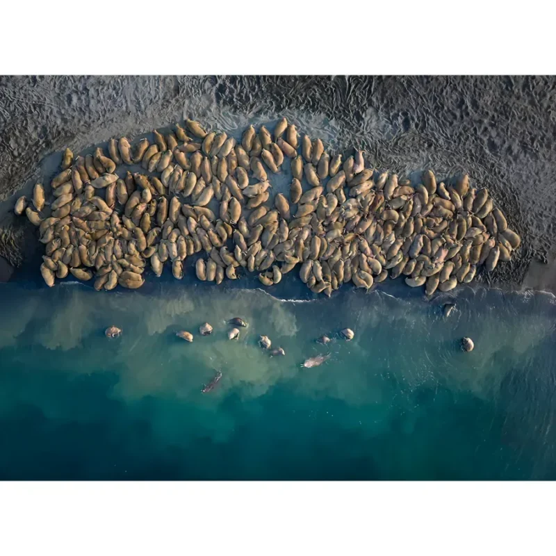 Открытка — «Лежбище» — Егор Никифоров — 10 × 15 см