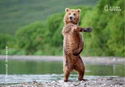 Магниты — «I Like to Move It!» — Николай Зиновьев