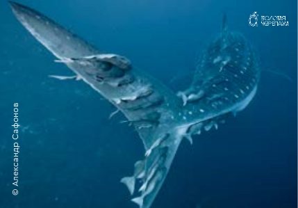 Магниты — «Visiones de Galapagos» — Александр Сафонов