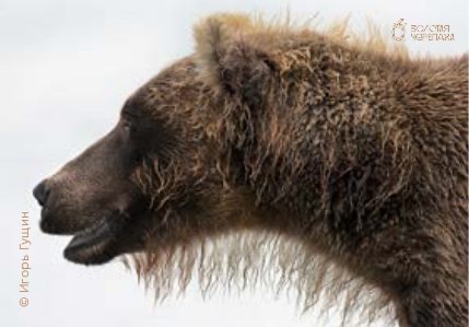 Магниты — «New Bear Fashion» — Игорь Гущин