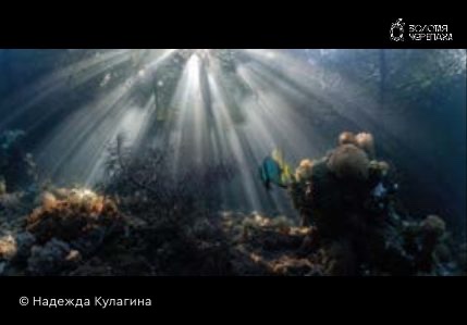 Магниты — «Солнечный дождь» — Надежда Кулагина