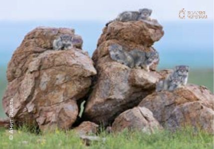 Магниты — «Котята на камнях» — Амит Эшель