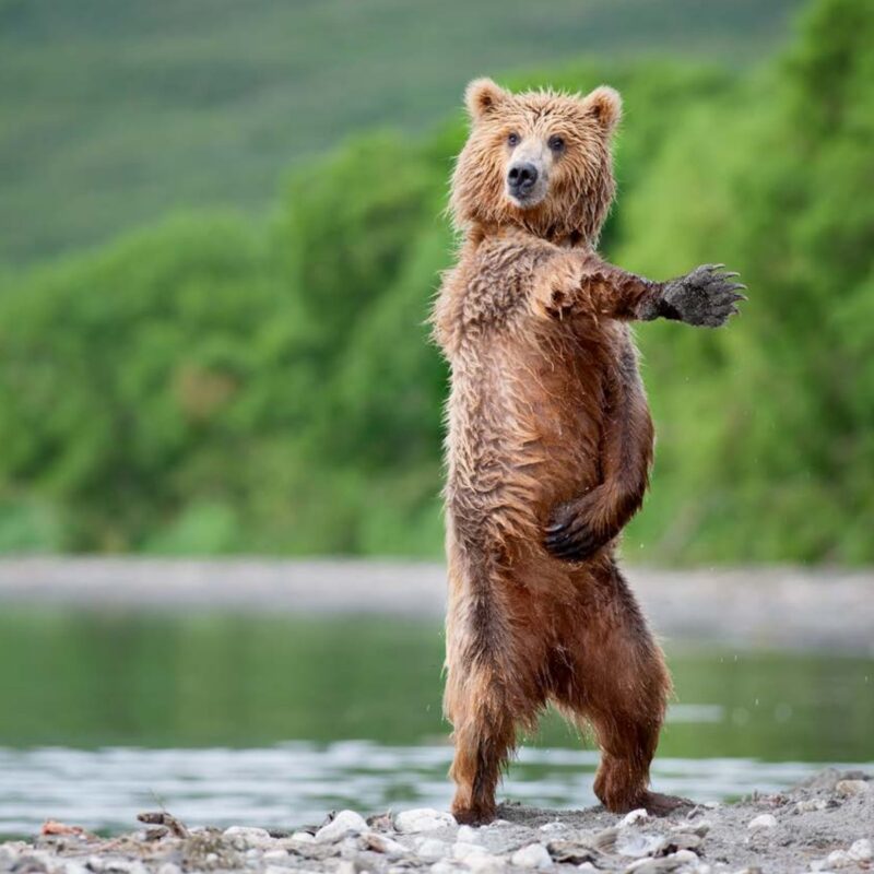 Постеры — «I Like to Move It!» — Николай Зиновьев
