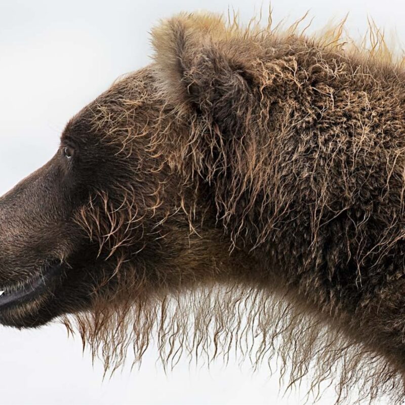 Постеры — «New Bear Fashion» — Игорь Гущин