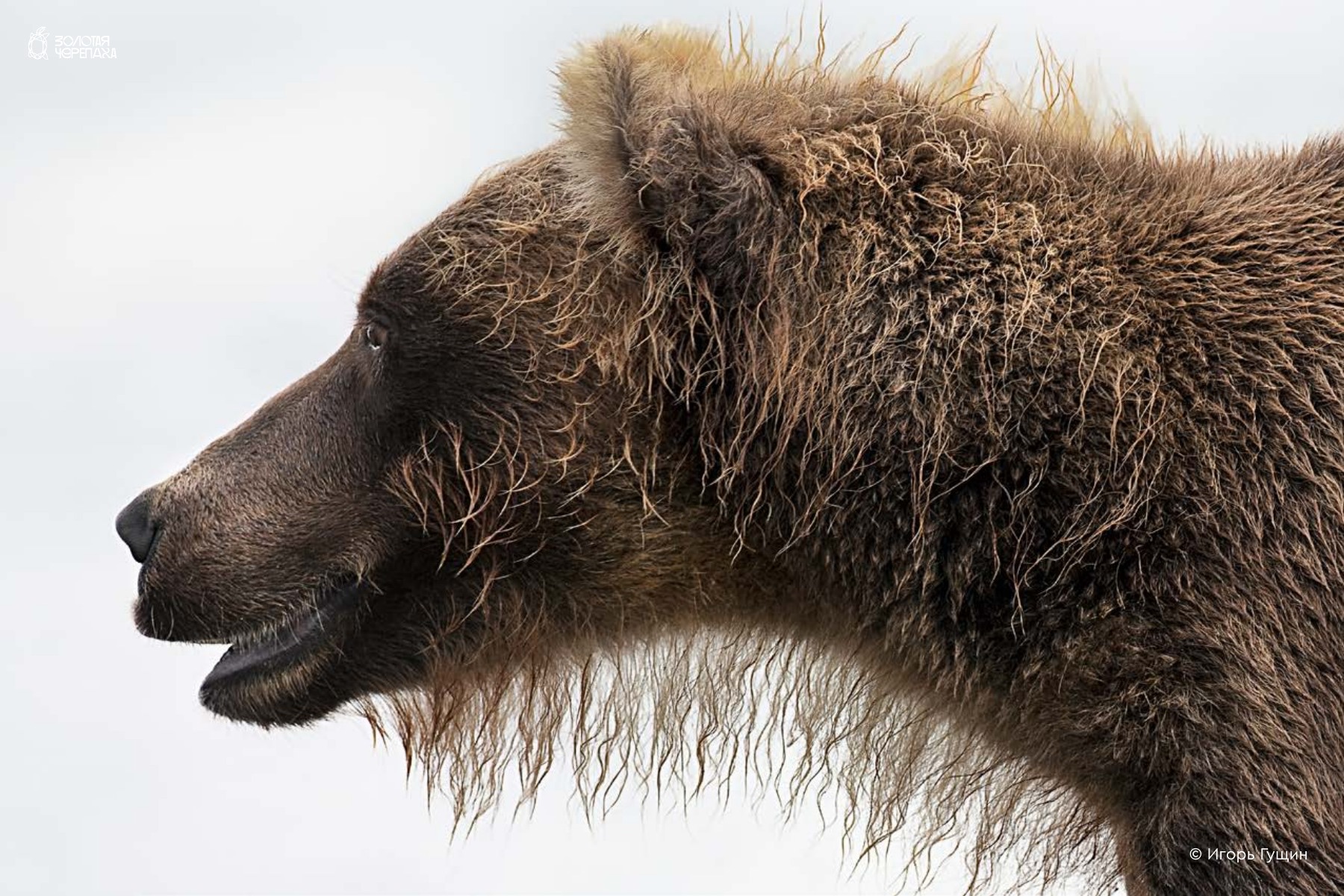 Постеры — «New Bear Fashion» — Игорь Гущин