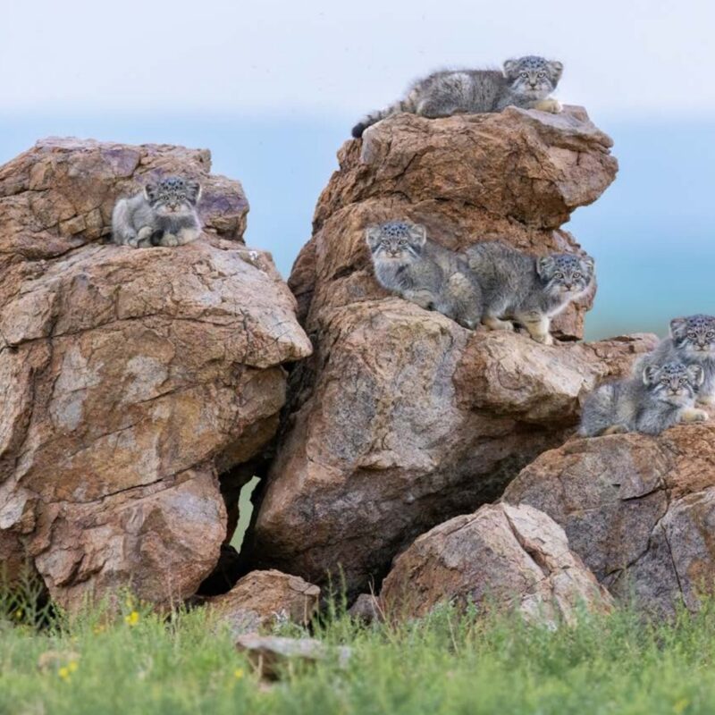 Постеры — «Котята на камнях» — Амит Эшель