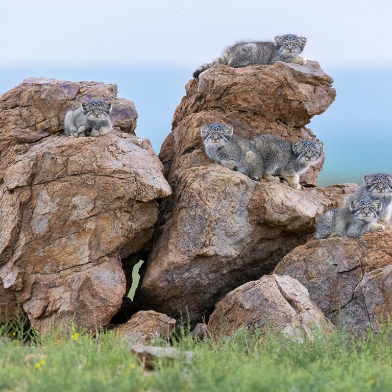 Постер «Котята на камнях» — Эшель Амит, 30 × 45 см