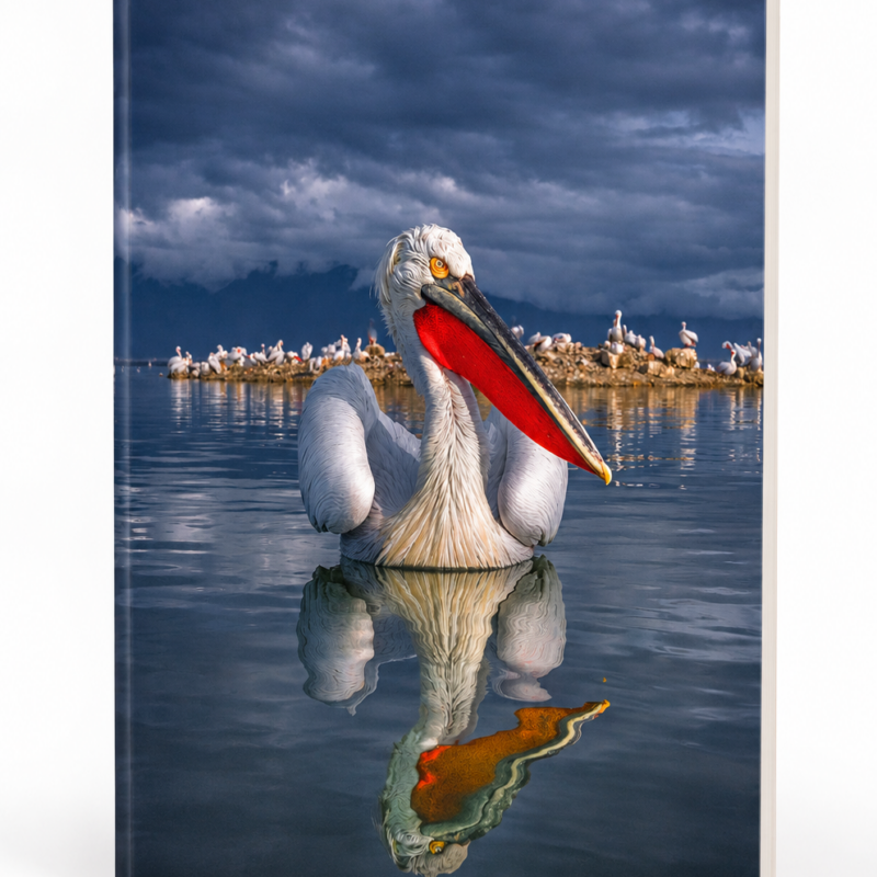 Блокнот maxi 10 × 16 см — «The Art of Pelicans» — Соунак Банерджи